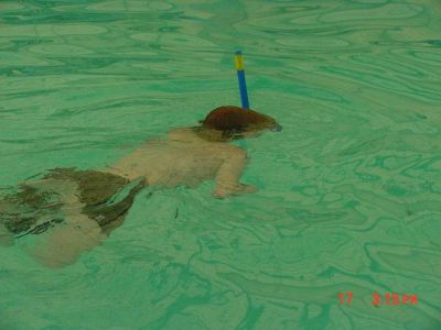 diver

