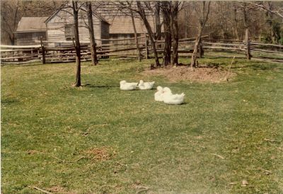 Ducks 28229
