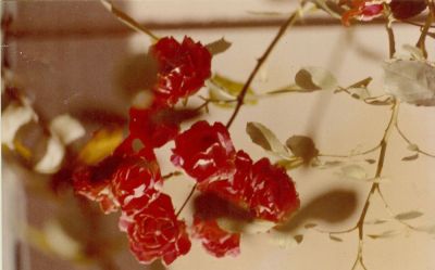 Roses2C just roses 28229
