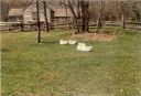 Ducks_28229.jpg