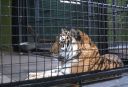 Original_Tiger_King.jpg