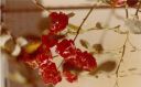 Roses2C_just_roses_28229.jpg