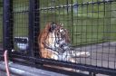 Filename=70s_tiger_nyc.jpg
Filesize=207KiB
Dimensions=1000x664
Date added=Sep 05, 2020 70s_tiger_nyc.jpg