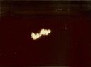 Lunar_eclipse_FC_75_5.jpg
