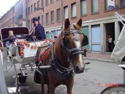 carriageride
