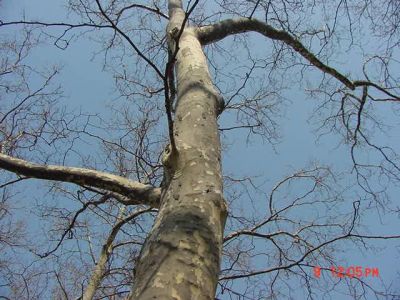 tree2
