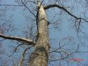 tree2.jpg