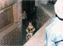 Filename=Shanna_and_Kerry_1986.jpg
Filesize=200KiB
Dimensions=1000x740
Date added=Sep 05, 2020 Shanna_and_Kerry_1986.jpg